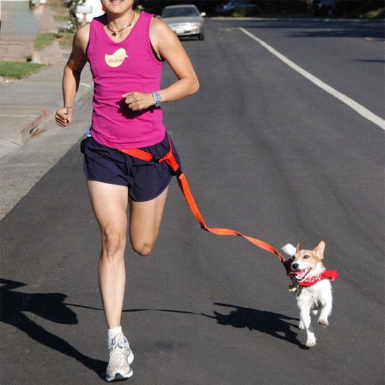 Attractive Traction Pulling Leash